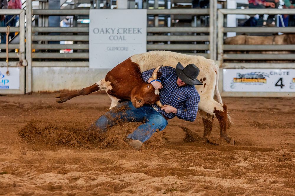 Steer wrestling action at a rodeo with rider taking down a brown and white cow.