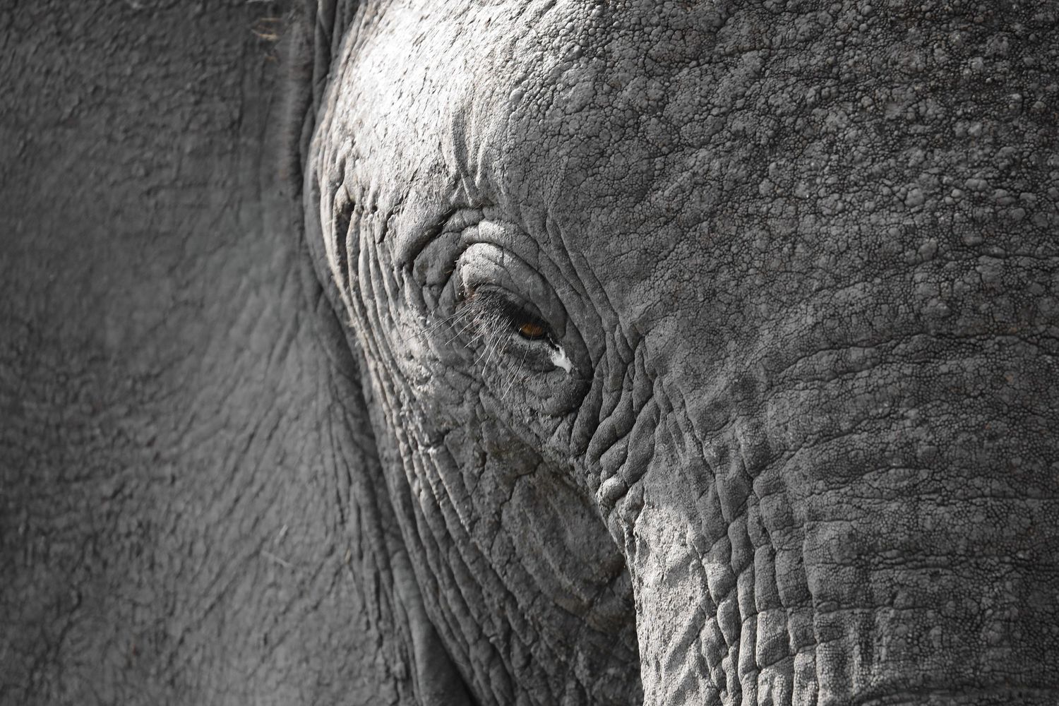 Matriarch Half Portrait.  From the Maasai Mara, Kenya.