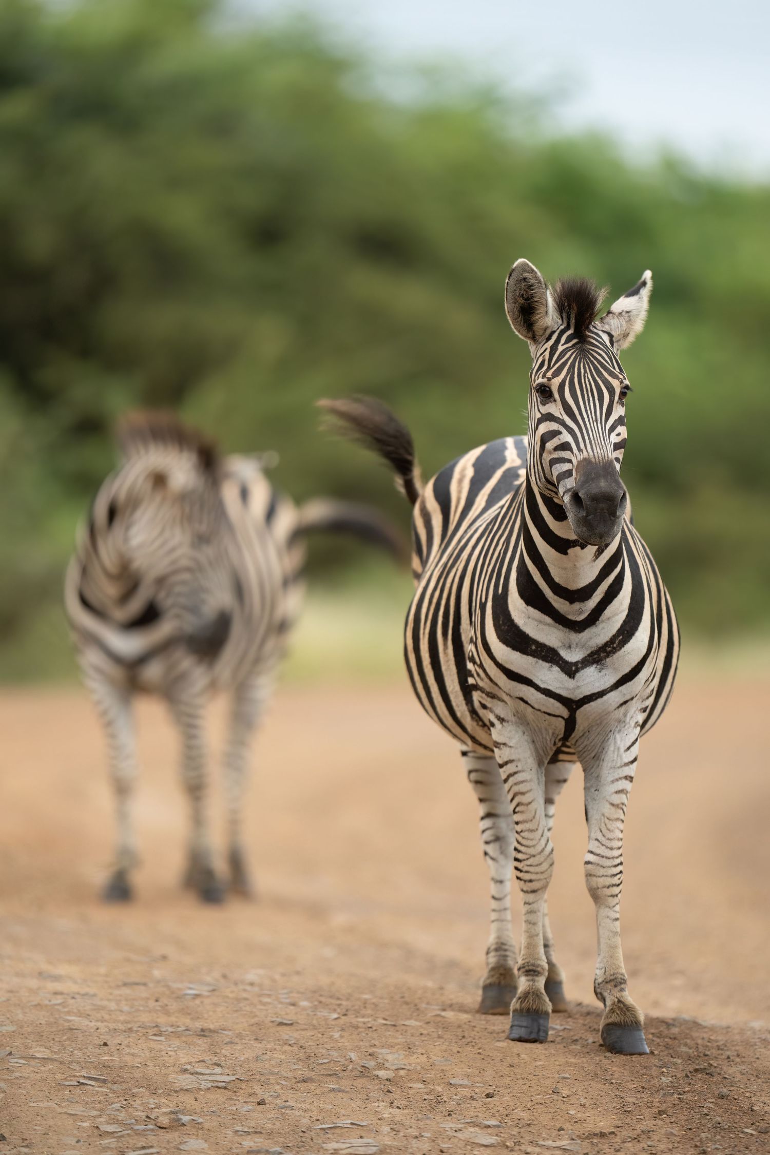 Young zebras stand together on a dusty path in the African savanna.