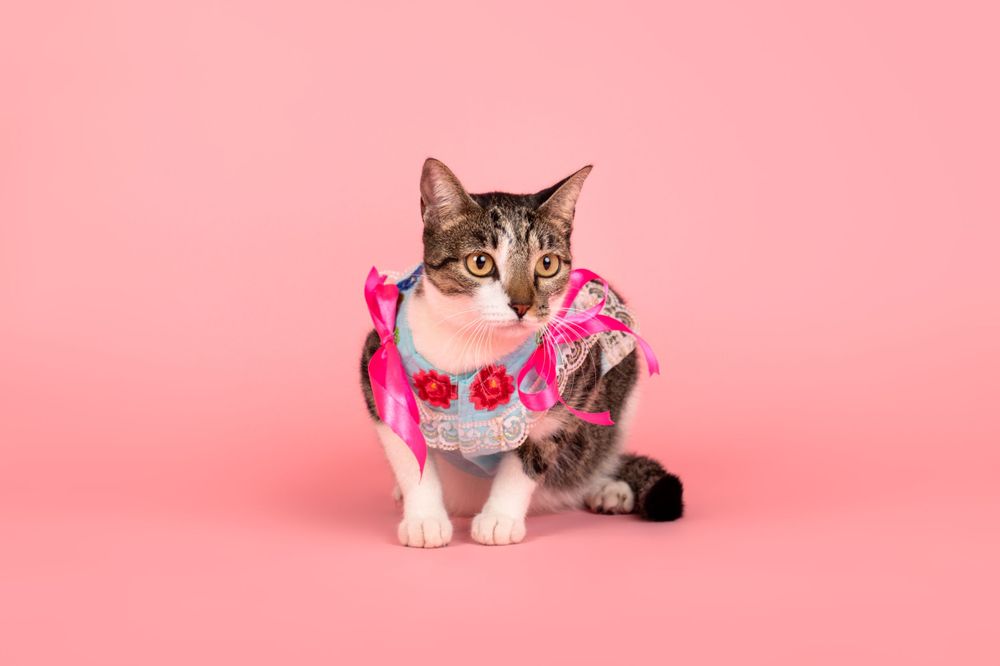 Fotografía canina profesional en exteriores