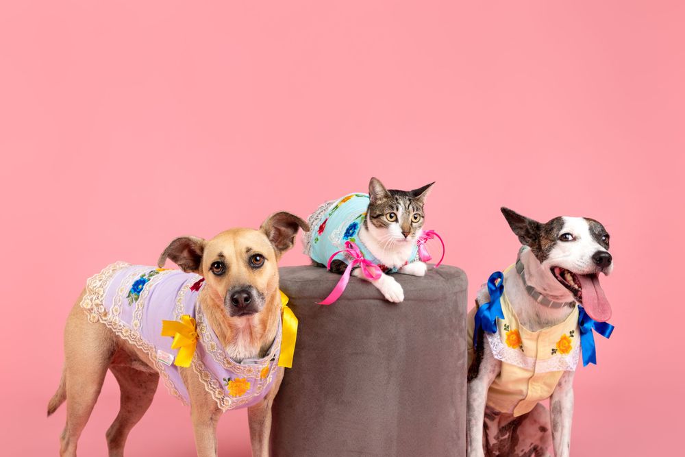 Fotografía canina profesional en exteriores
