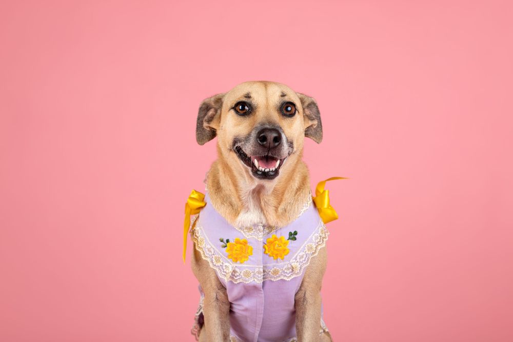 Fotografía canina profesional en exteriores