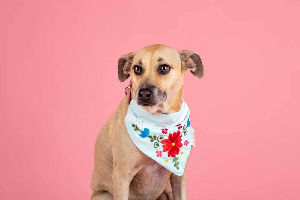Fotografía canina profesional en exteriores