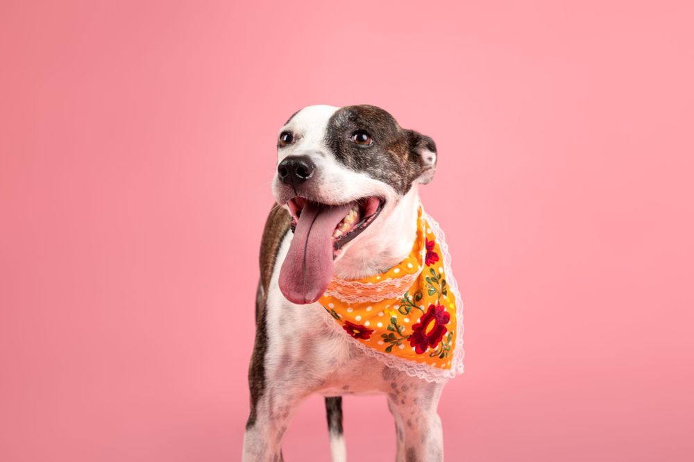 Fotografía canina profesional en exteriores