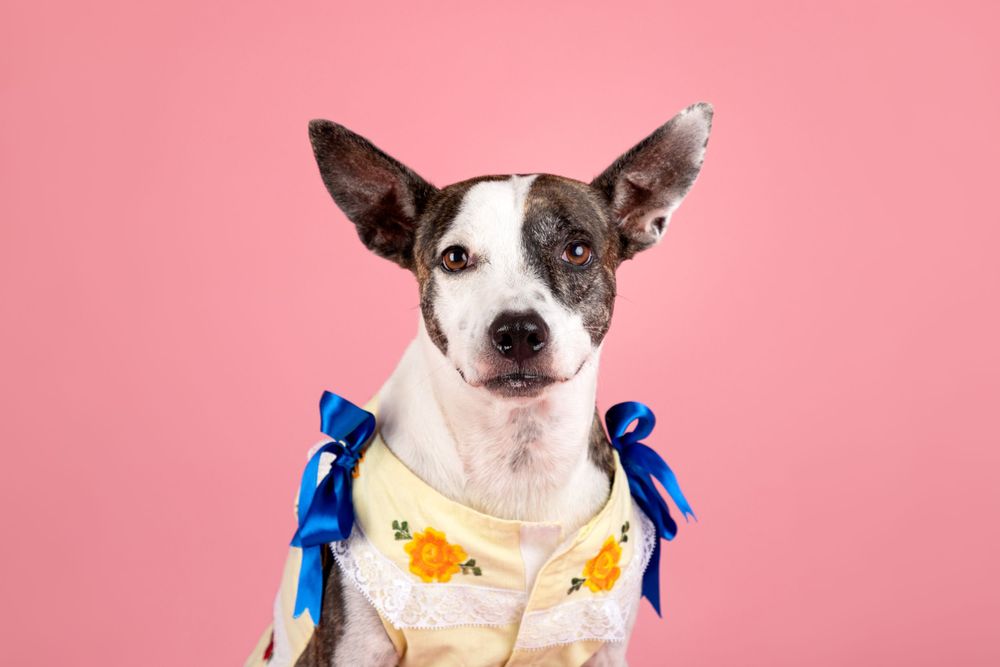 Fotografía canina profesional en exteriores