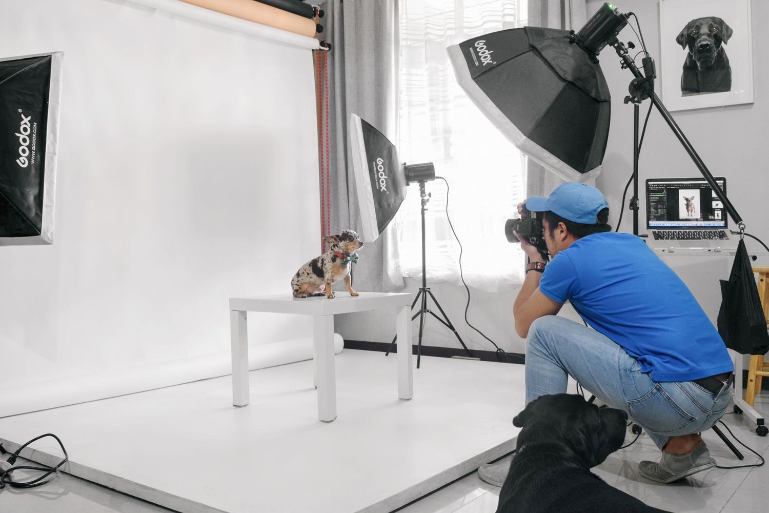 Photo session in Pet Visuals Studio
