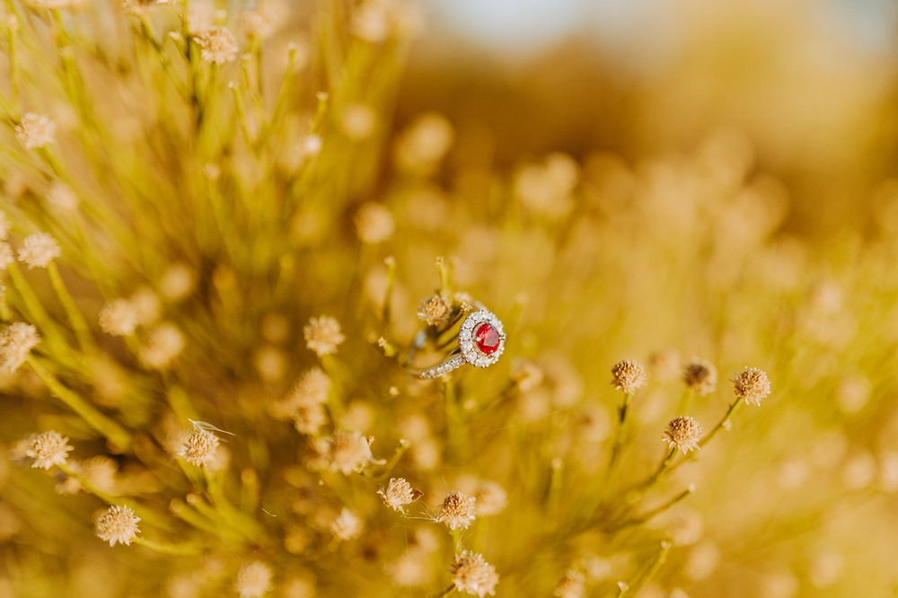 Golden wildflowers swaying in soft focus during sunset.