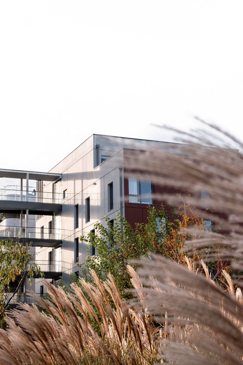 Contemporary apartment complex with balconies viewed through decorative grass in foreground.