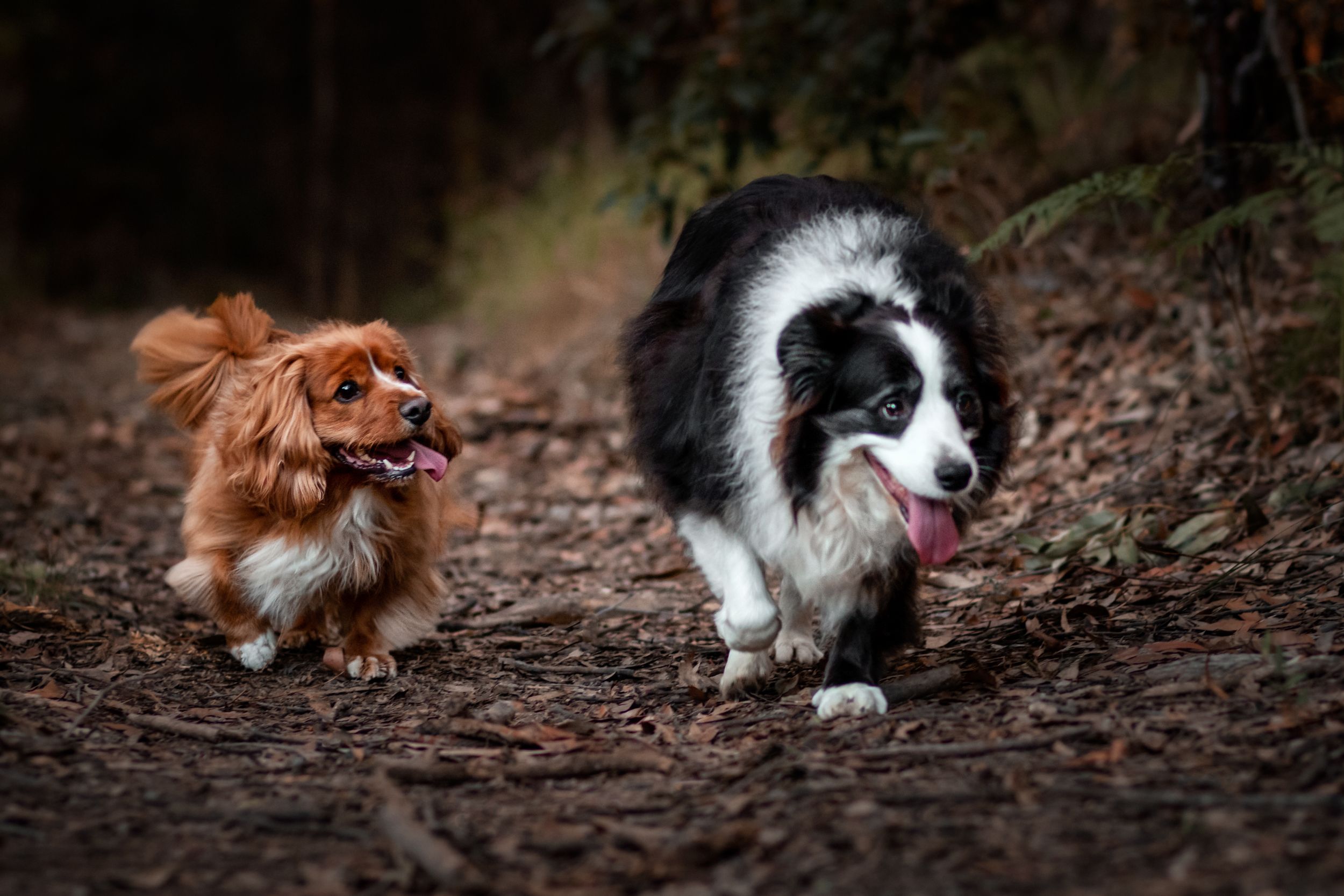 Two mature dogs in the bush
