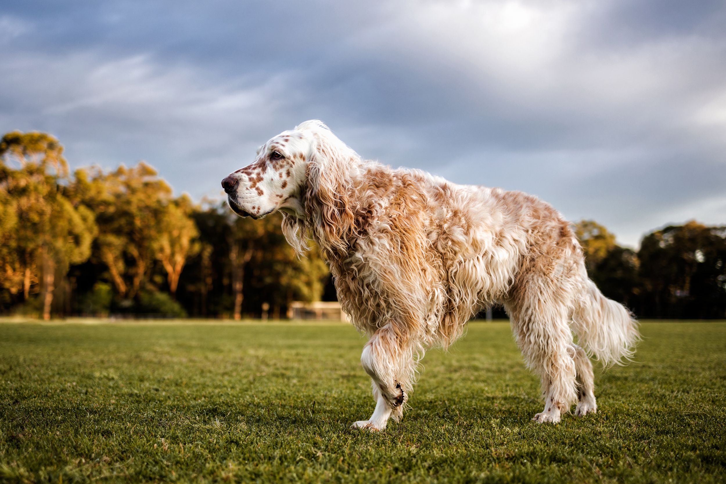 Setter pointing toward ducks