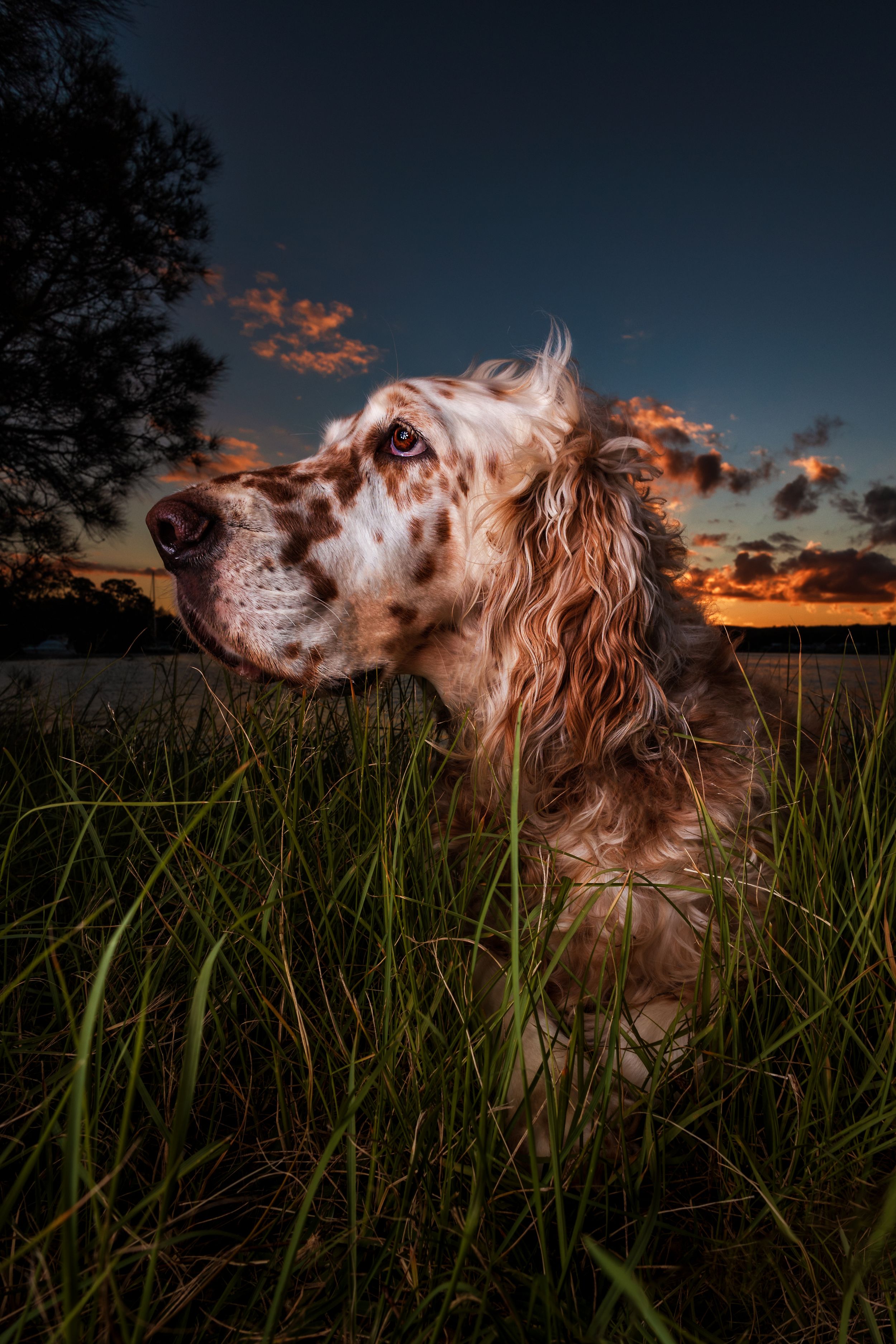 Beautiful dog at sunset
