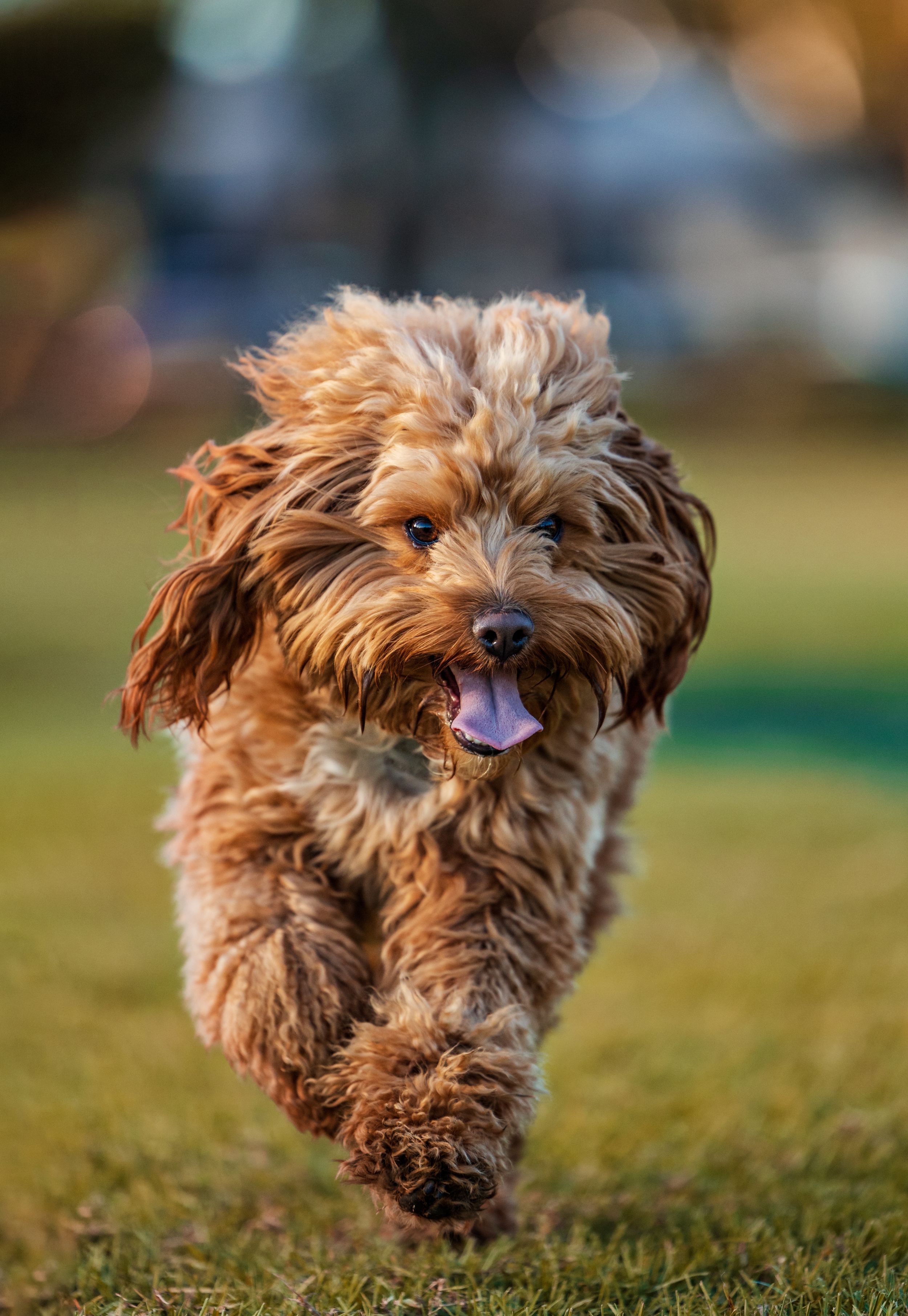 Young dog running towards the camera