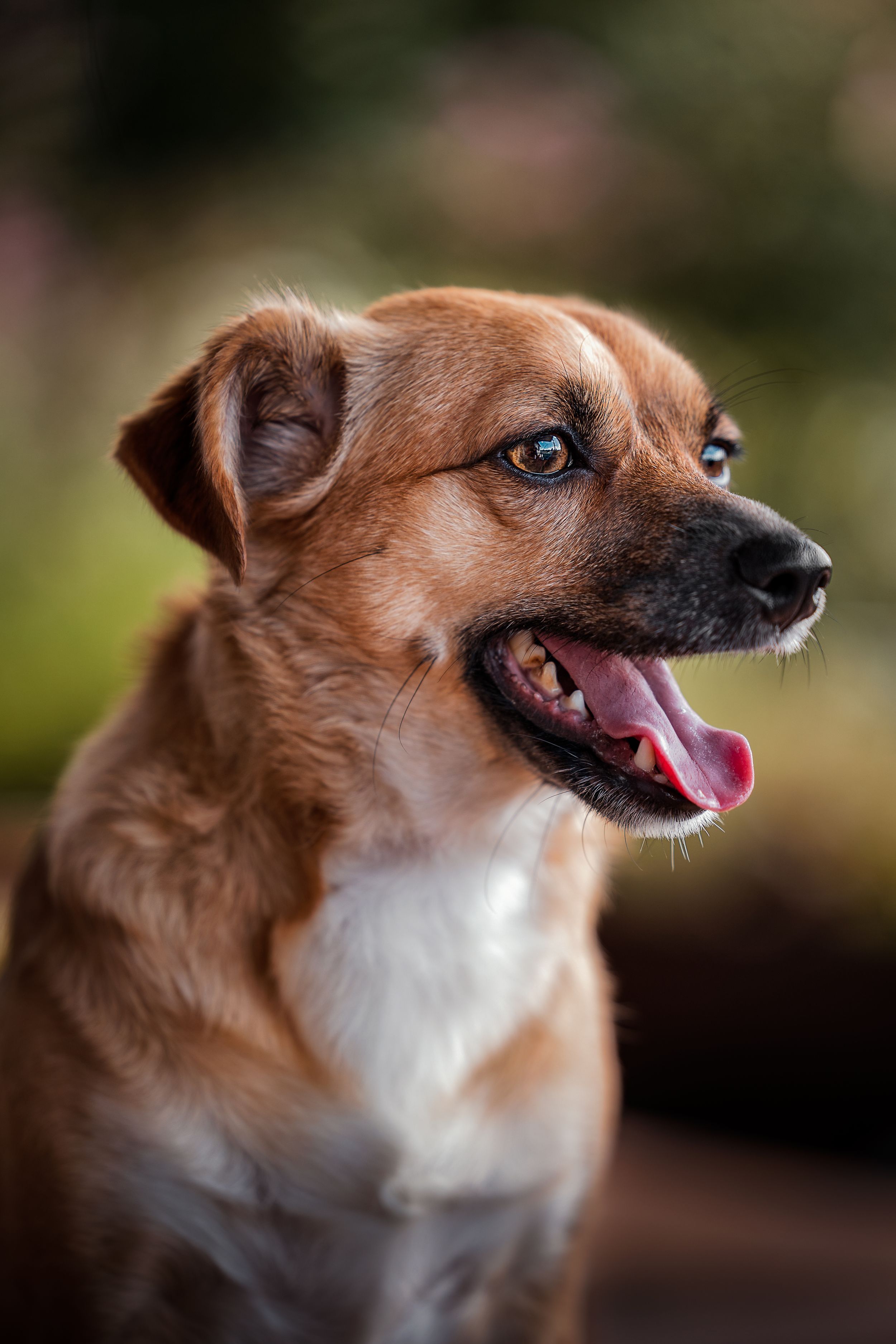 Profile view of young dog