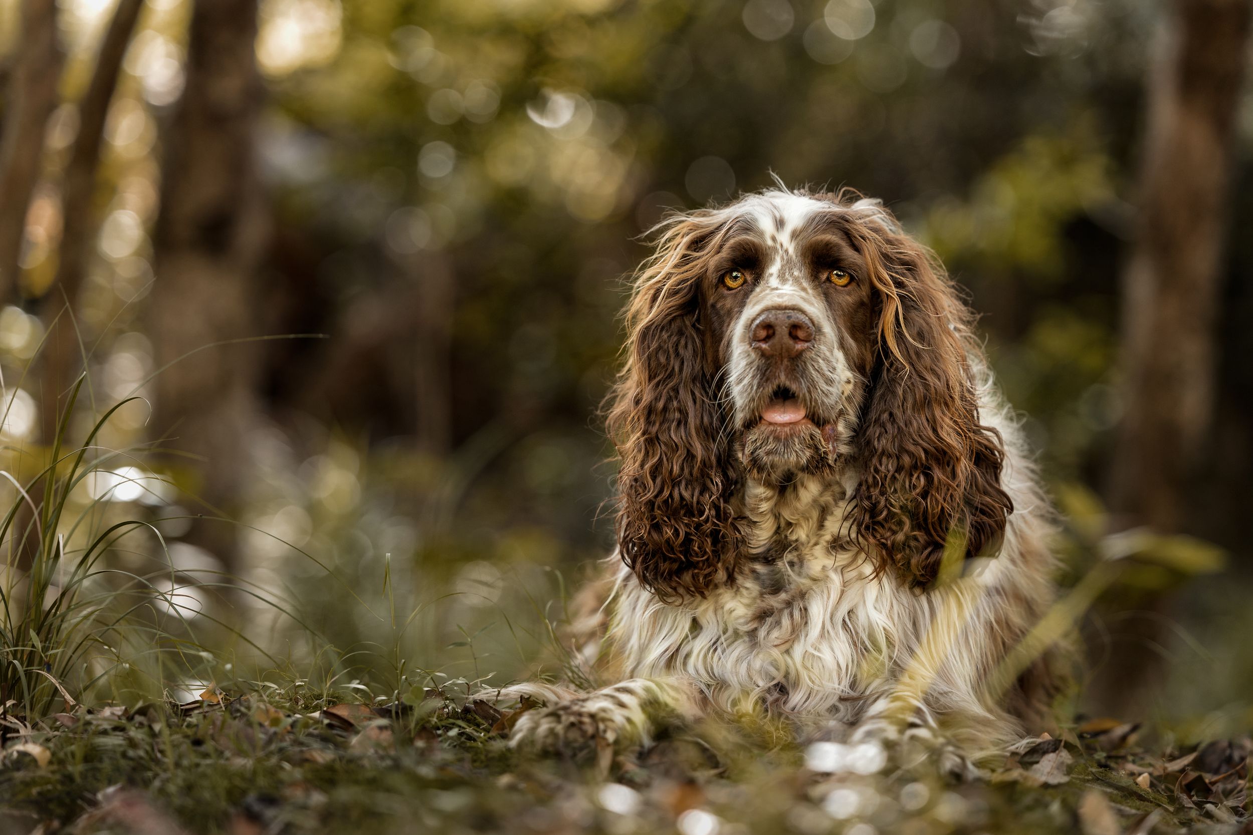 Springer Spaniel in bush setting