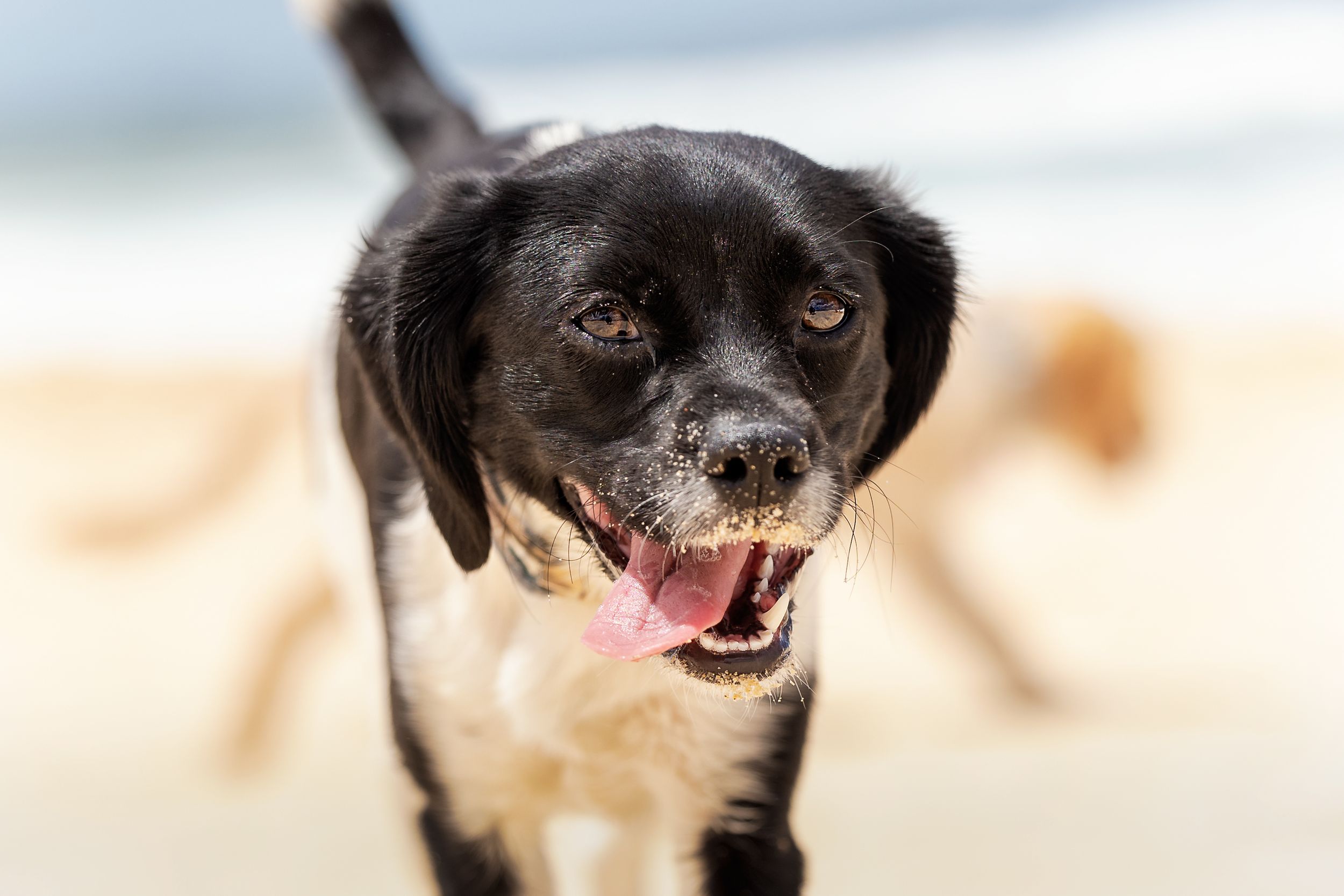Pup at the beach