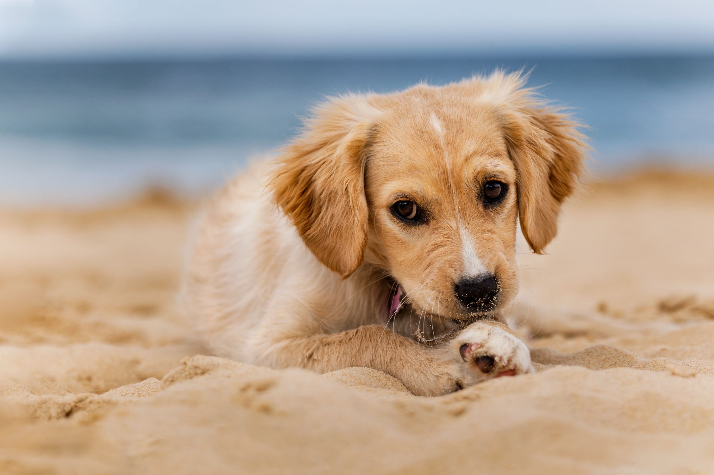Cute pup on the beach
