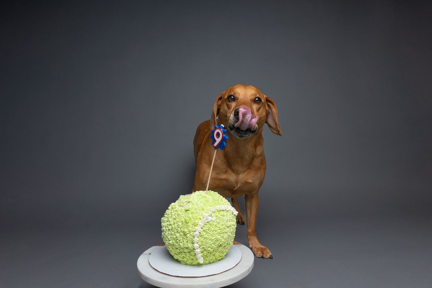 Pet Studio Greenville South Carolina