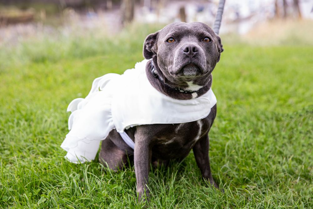 Pet dog in wedding dress.