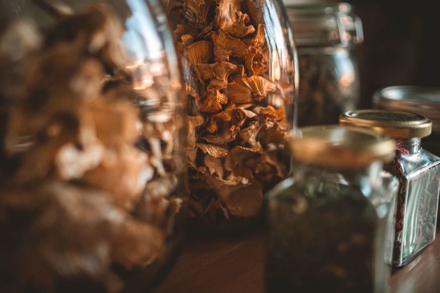 Foraging Equipment Essentials - The Grizzly Forager: The Definitive ...