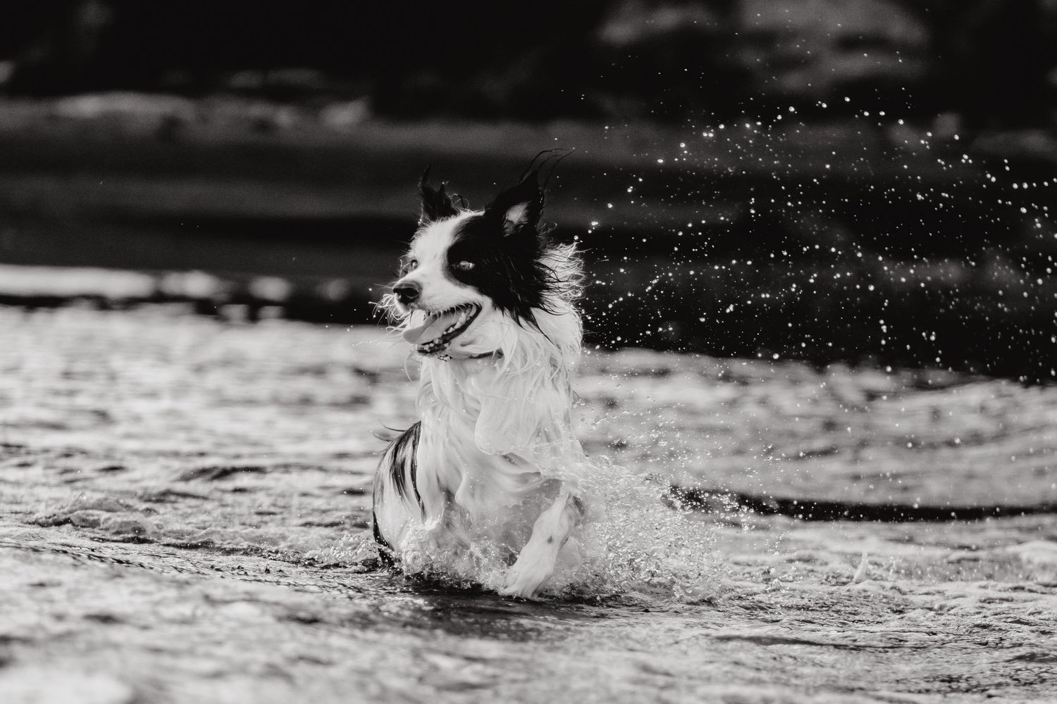 Taranaki Photographer, Taranaki Family photography, Pet Photography, New Zealand Pet Photographer, South Taranaki Photographer, Hawera,