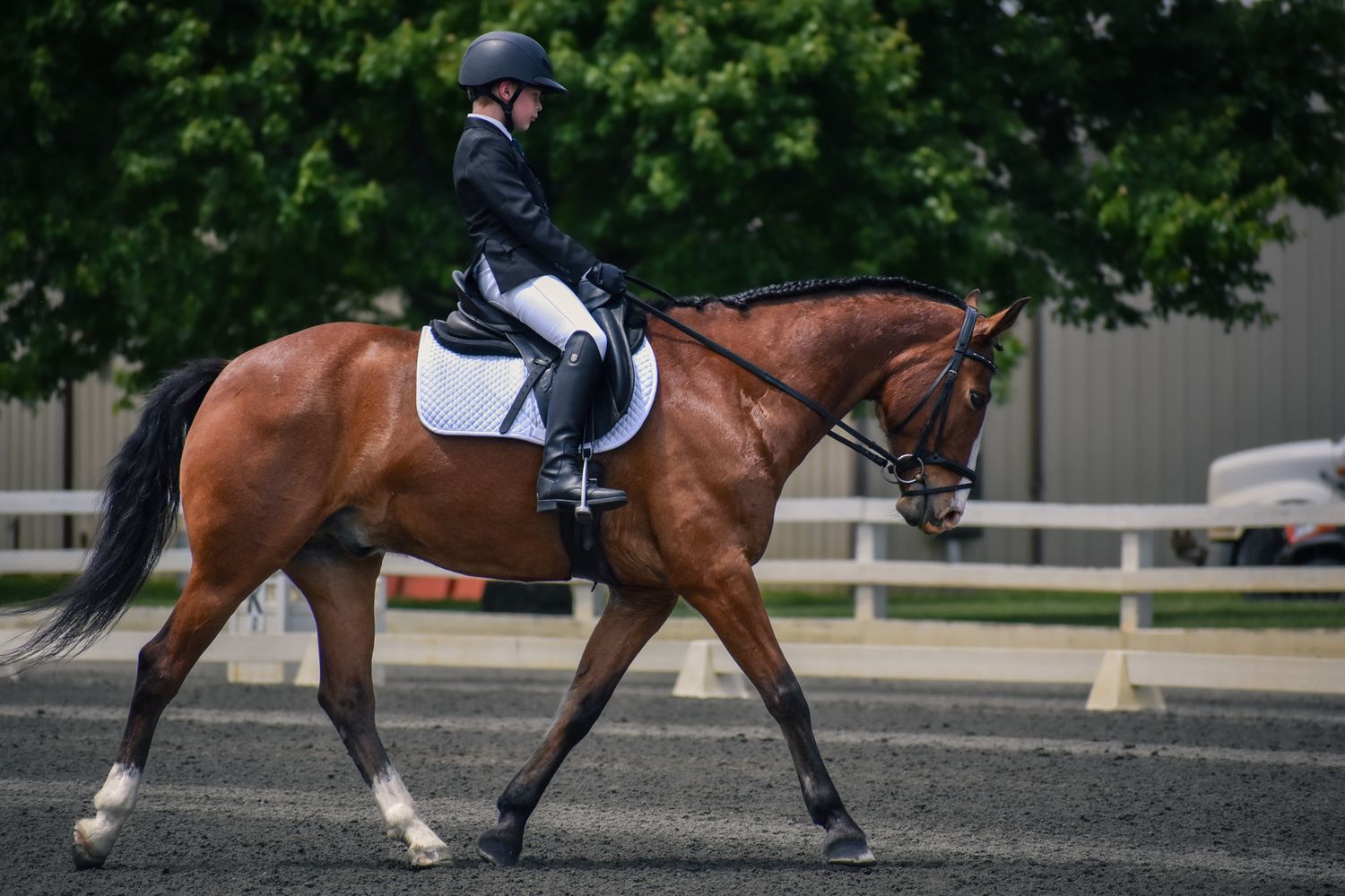 brown horse with kid rider trotting