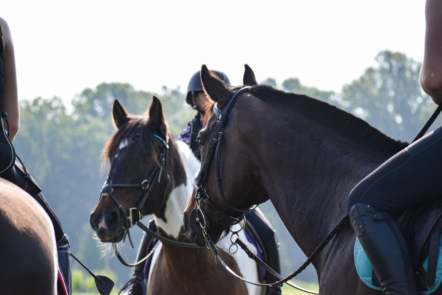 two horses next to eachother