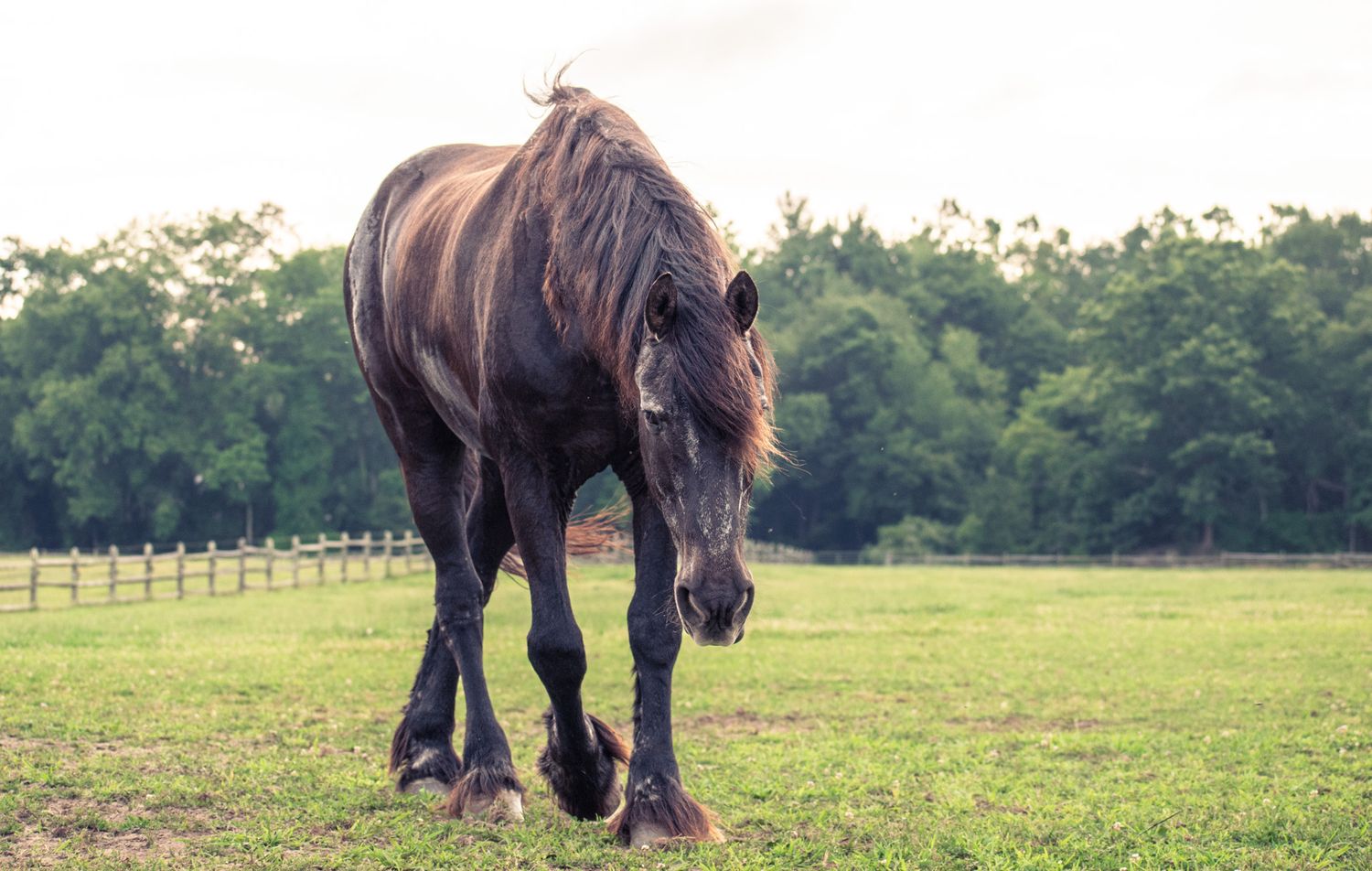 black horse walking in grass