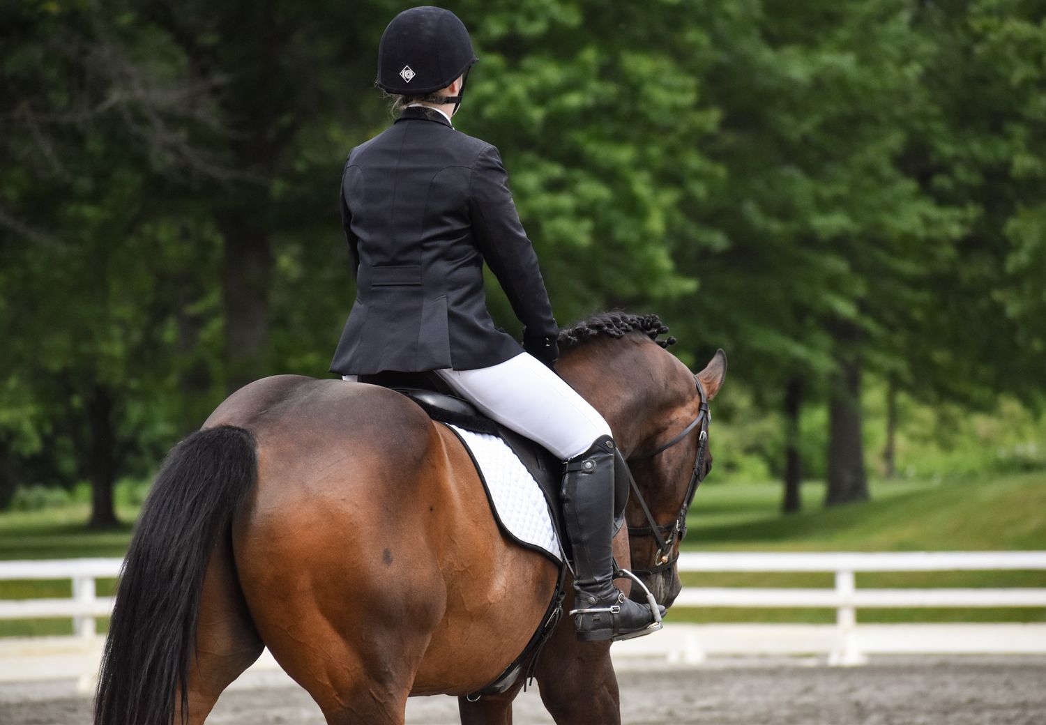 brown horse and rider walking away from camera