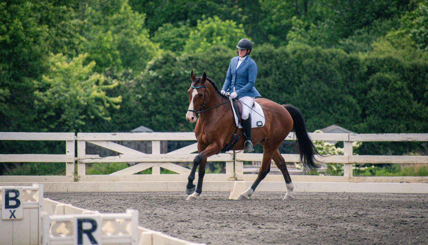 brown horse and rider in blue jacket