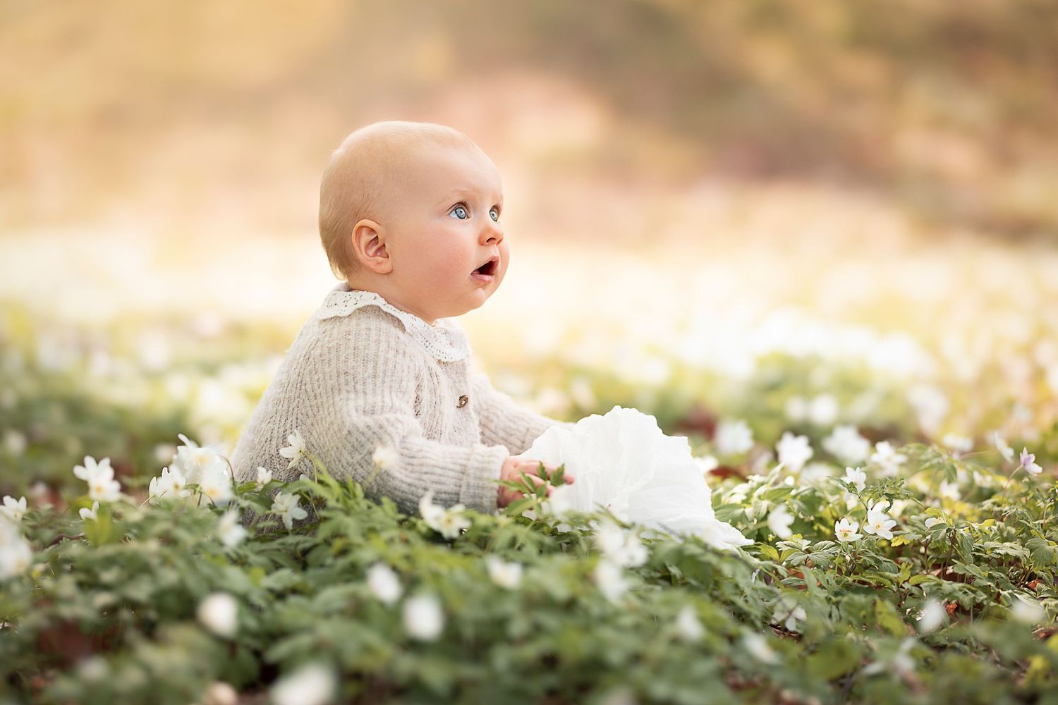 Baby in white sweater sitting in field of flowers during golden hour.