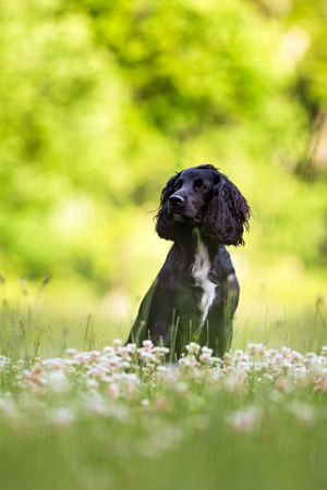 En  spaniel hund i en blomstereng ved Dollerup Bakker Hald Hovedgård I Hald Ege Viborg