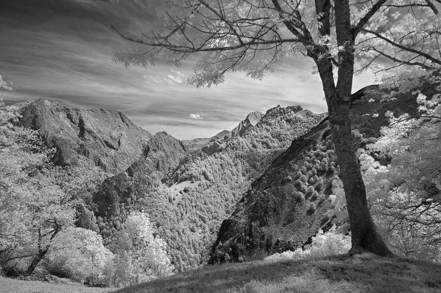 Arbre et montagnes en Asturies / Espagne