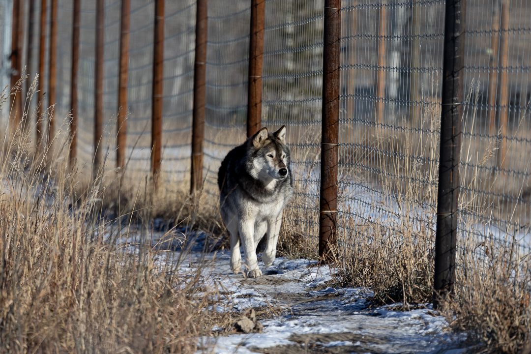 Odin a Wolf Dog looking for food