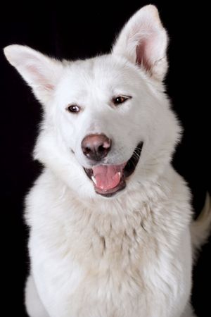 Happy white fluffy dog with pointy ears smiling in studio portrait series.