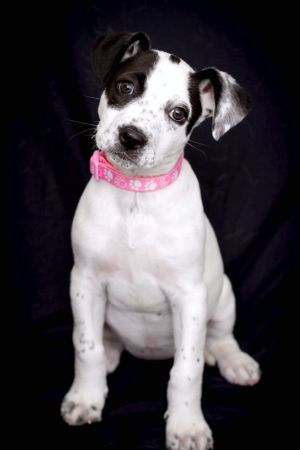 Buffalo , NY dog photography by Queen City pets , puppy