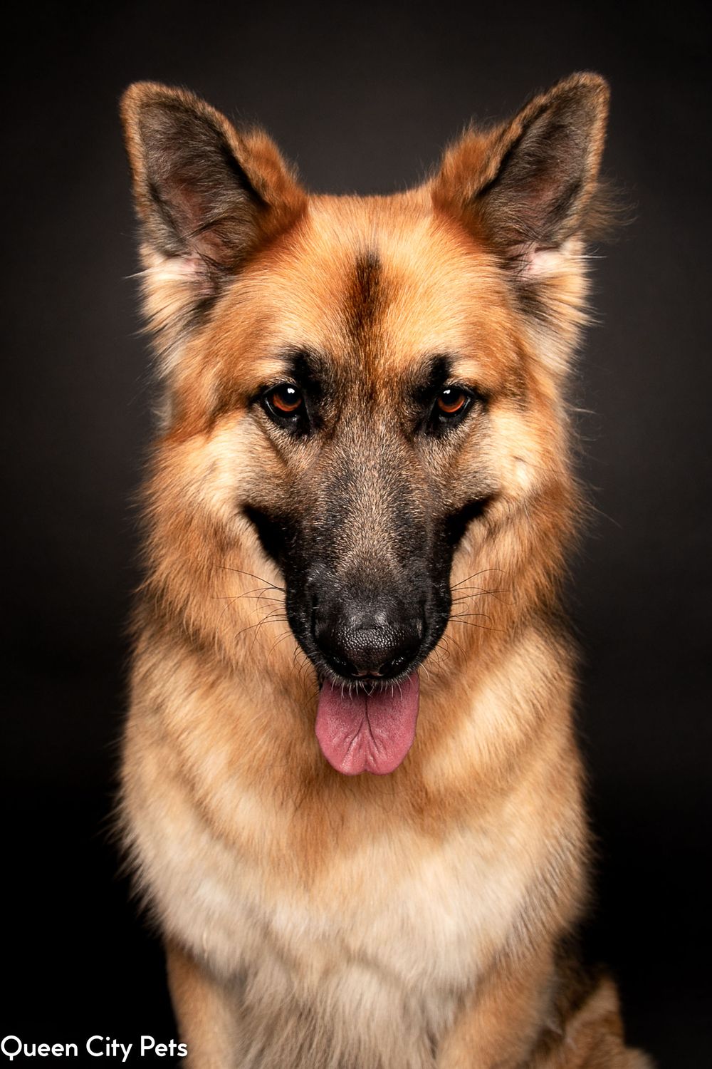 Majestic German Shepherd dog portrait series showing noble expressions.