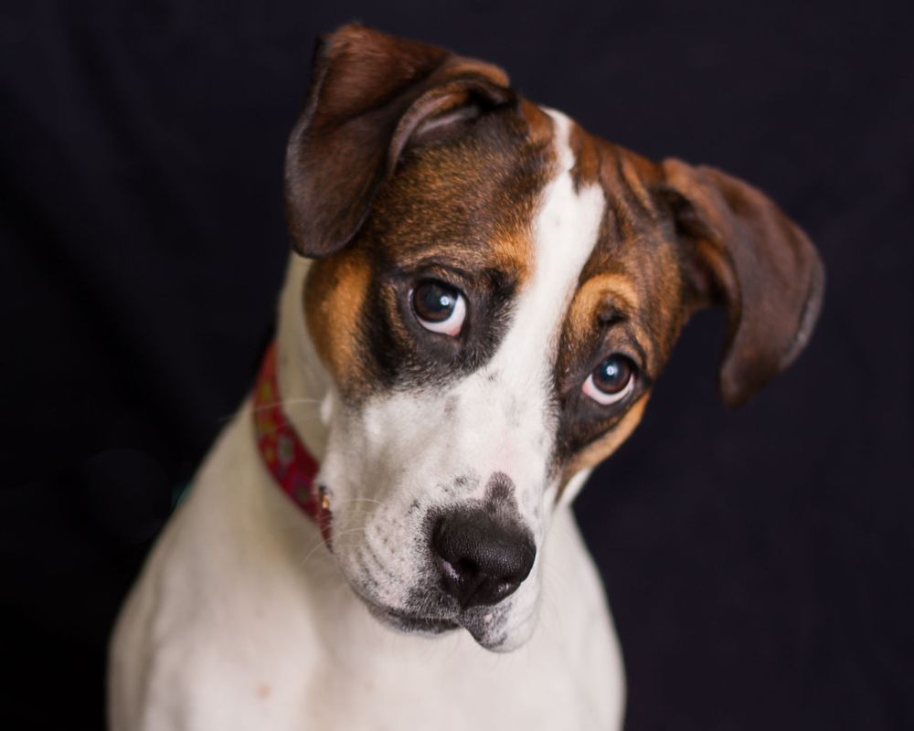 Series of expressive headshots of a brown and white mixed breed dog against dark backdrop.