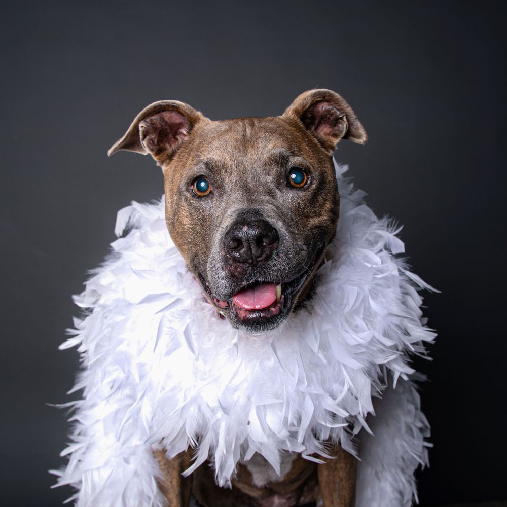 Brown pit bull type dog wearing white feather boa in elegant studio portrait.