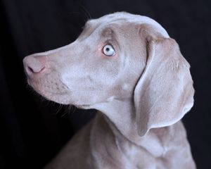 Queen City Pets buffalo dog photography Weimaraner pet photography