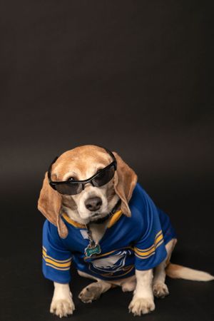 Queen City Pets , Dog photography , buffalo Ny, Buffalo Sabres Beagle fan