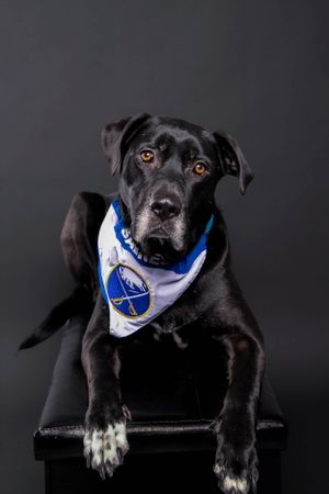Queen City Pets dog photography Black Lab Buffalo Sabres Fan, professional pet photography  pet