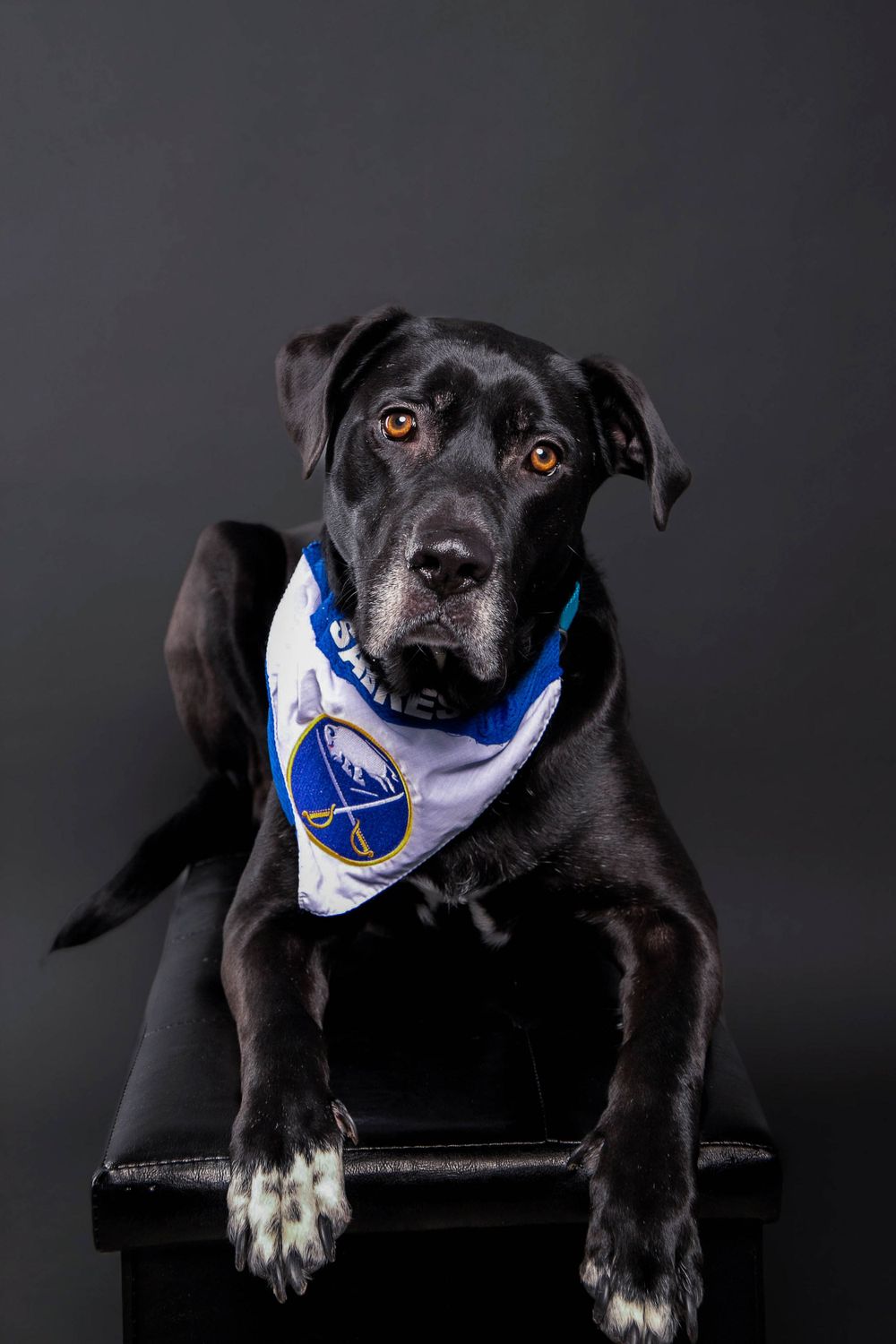 Queen City Pets dog photography Black Lab Buffalo Sabres Fan, professional pet photography  pet