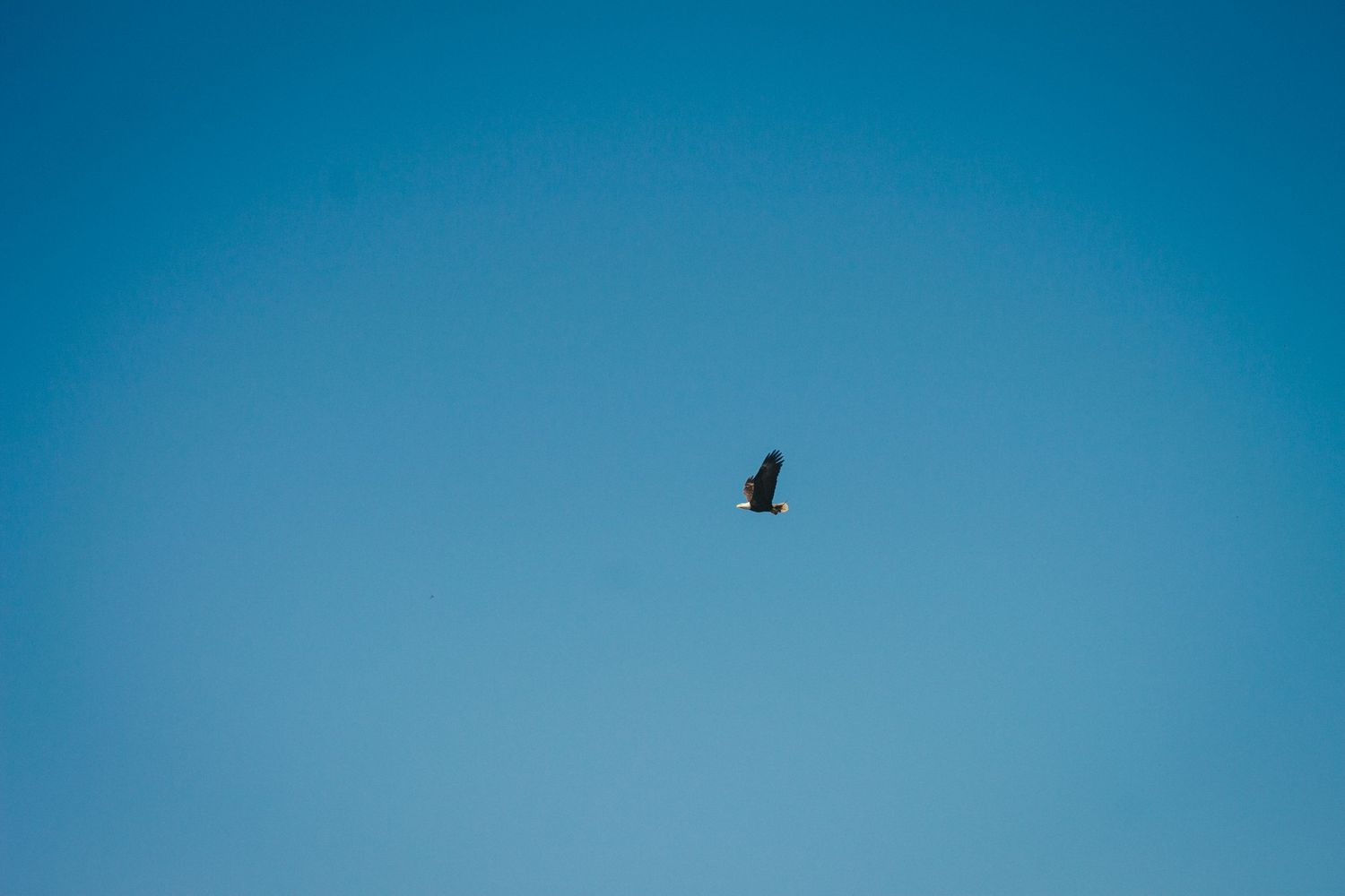 Single bird silhouette soaring against clear blue sky.