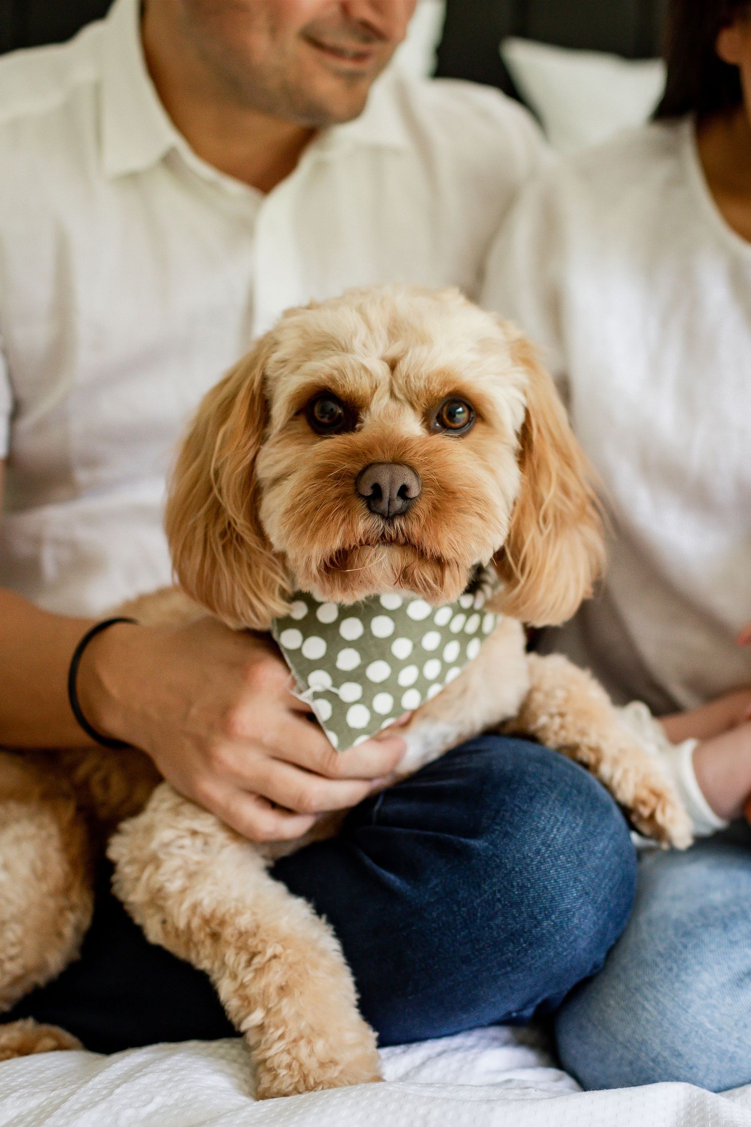 Adorable goldendoodle dog wearing polka dot bandana looking at camera.