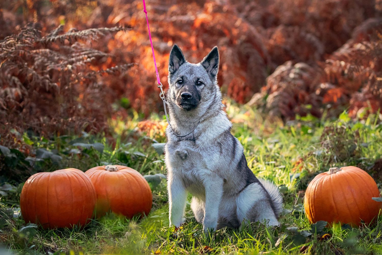 portrait of an elkhound puppy with Halloween pumpkins on lead near Guilford