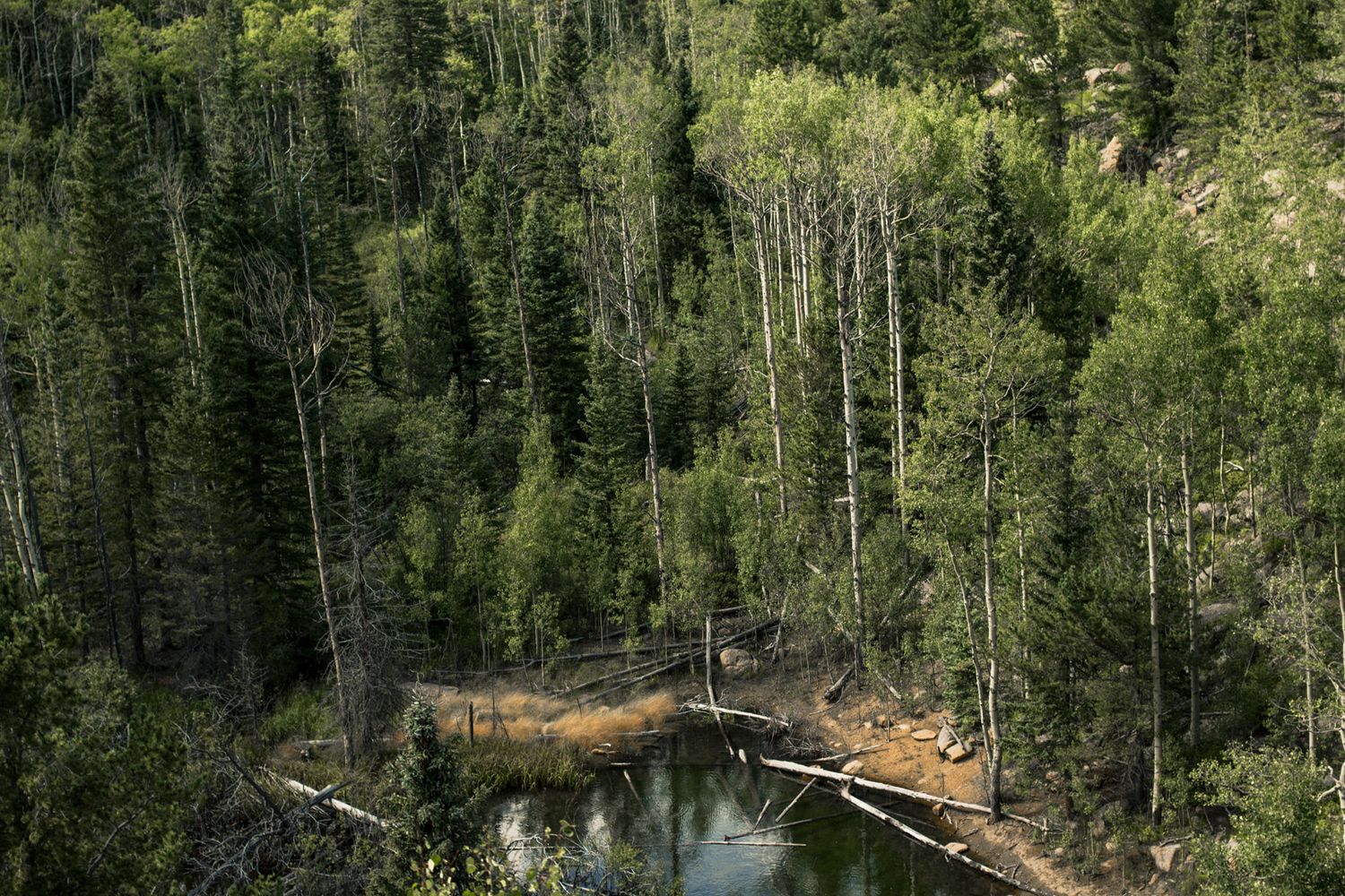 untouched lake next to summer aspens in the wilderness of the forest