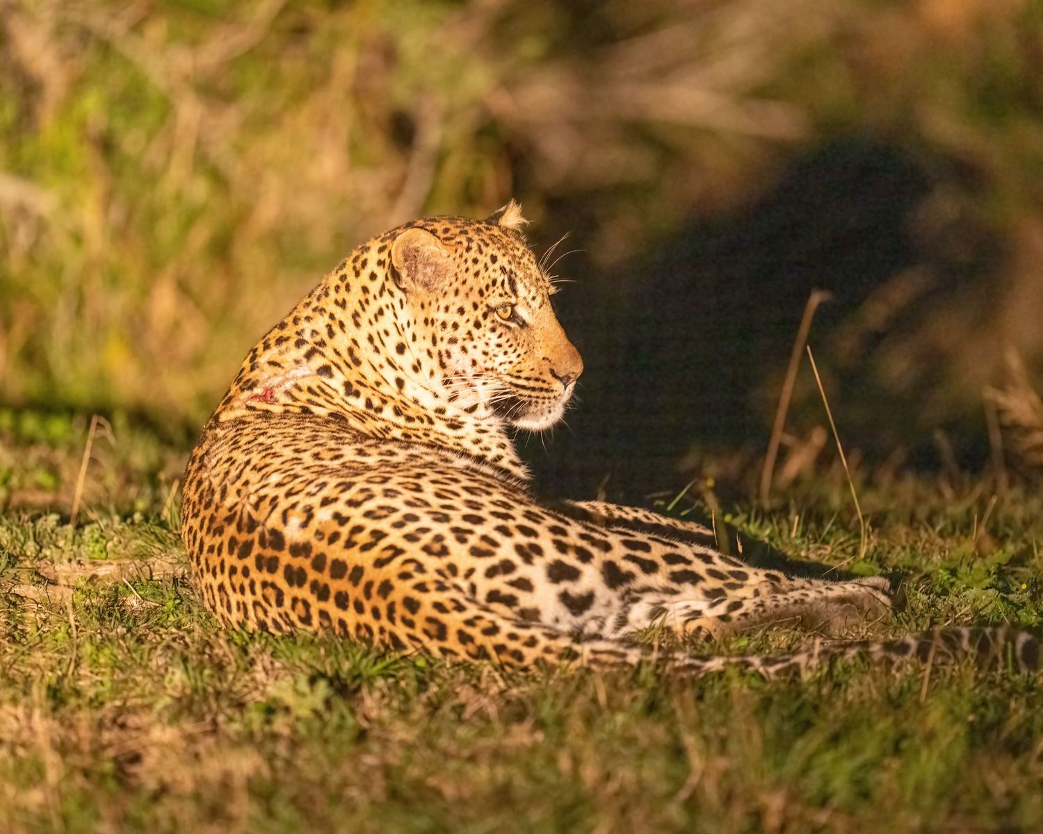 A leopard rests in the grass during golden hour.