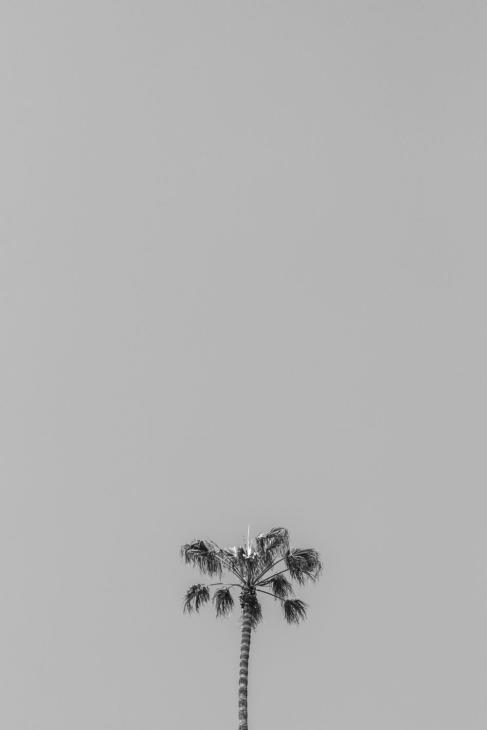 A minimalistic black and white photograph of a palm tree