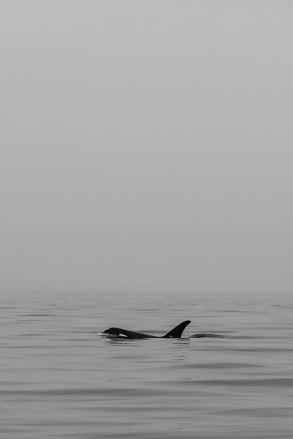 A minimal black and white photograph of an Orca whale