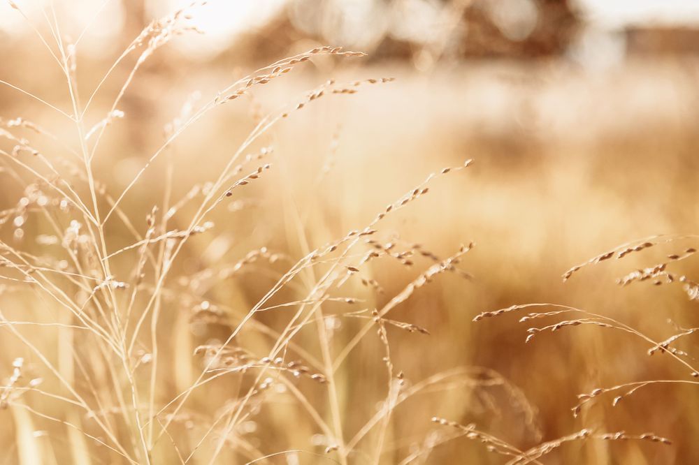 A macro photograph of golden Colorado grasses